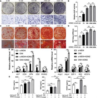 Accelerated Bone Regeneration by Adrenomedullin 2 Through Improving the Coupling of Osteogenesis and Angiogenesis via β-Catenin Signaling